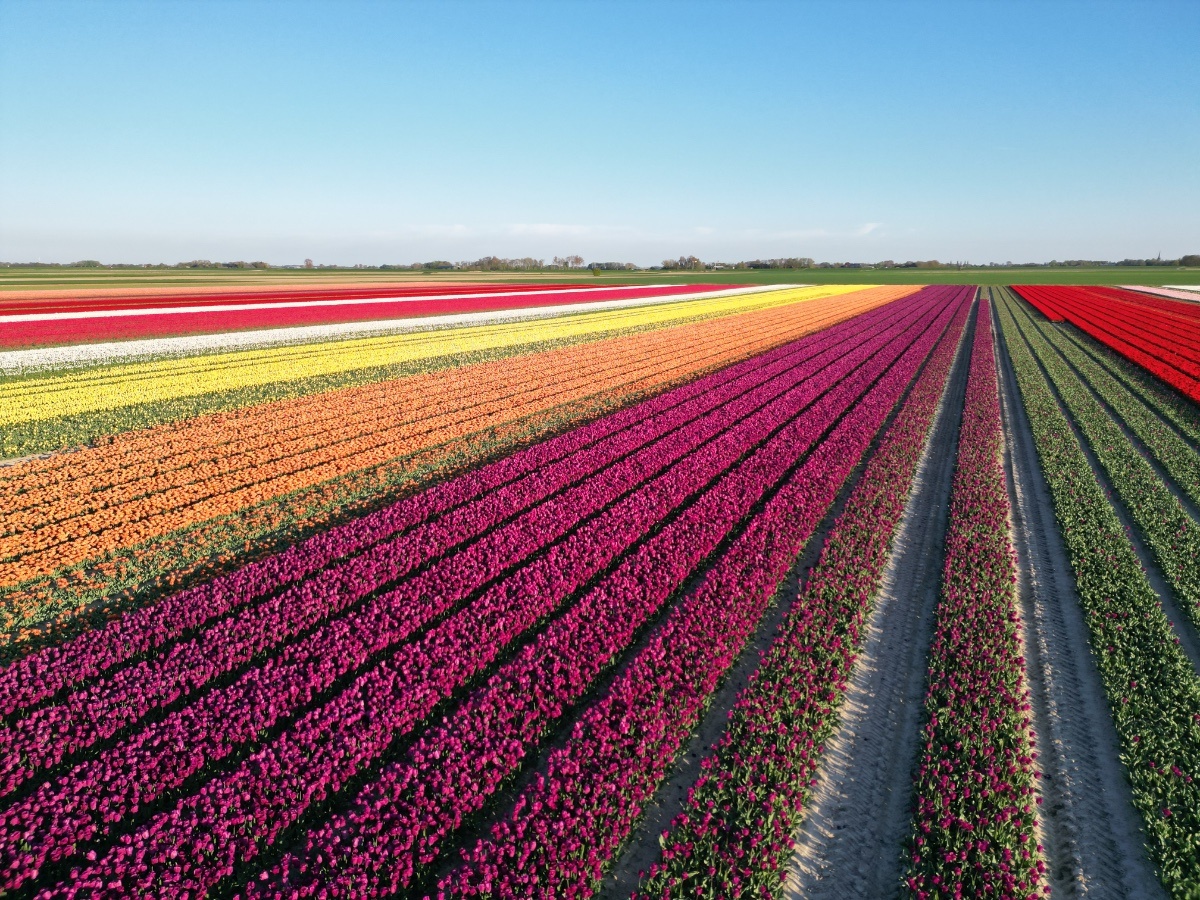 Tulpen velden Het Hogeland