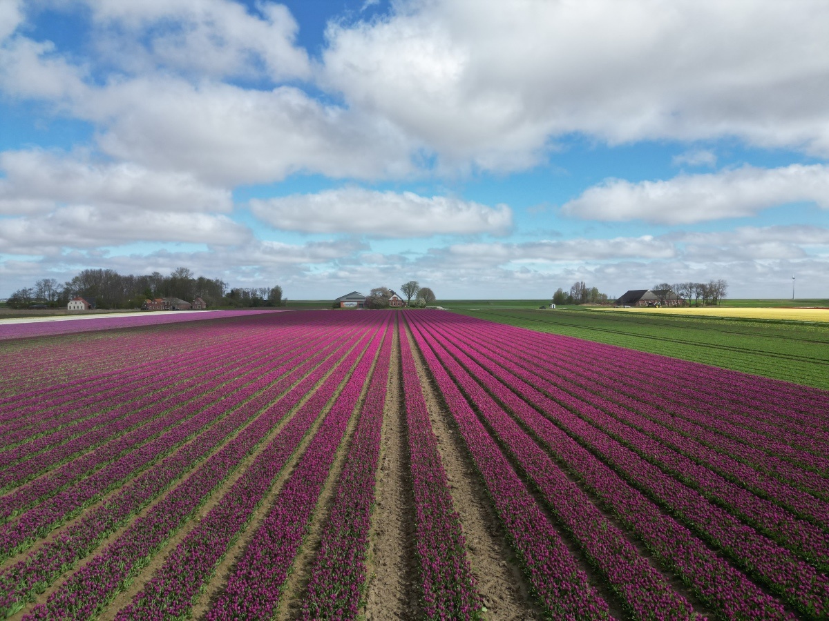 Tulpenvelden Uithuizen 