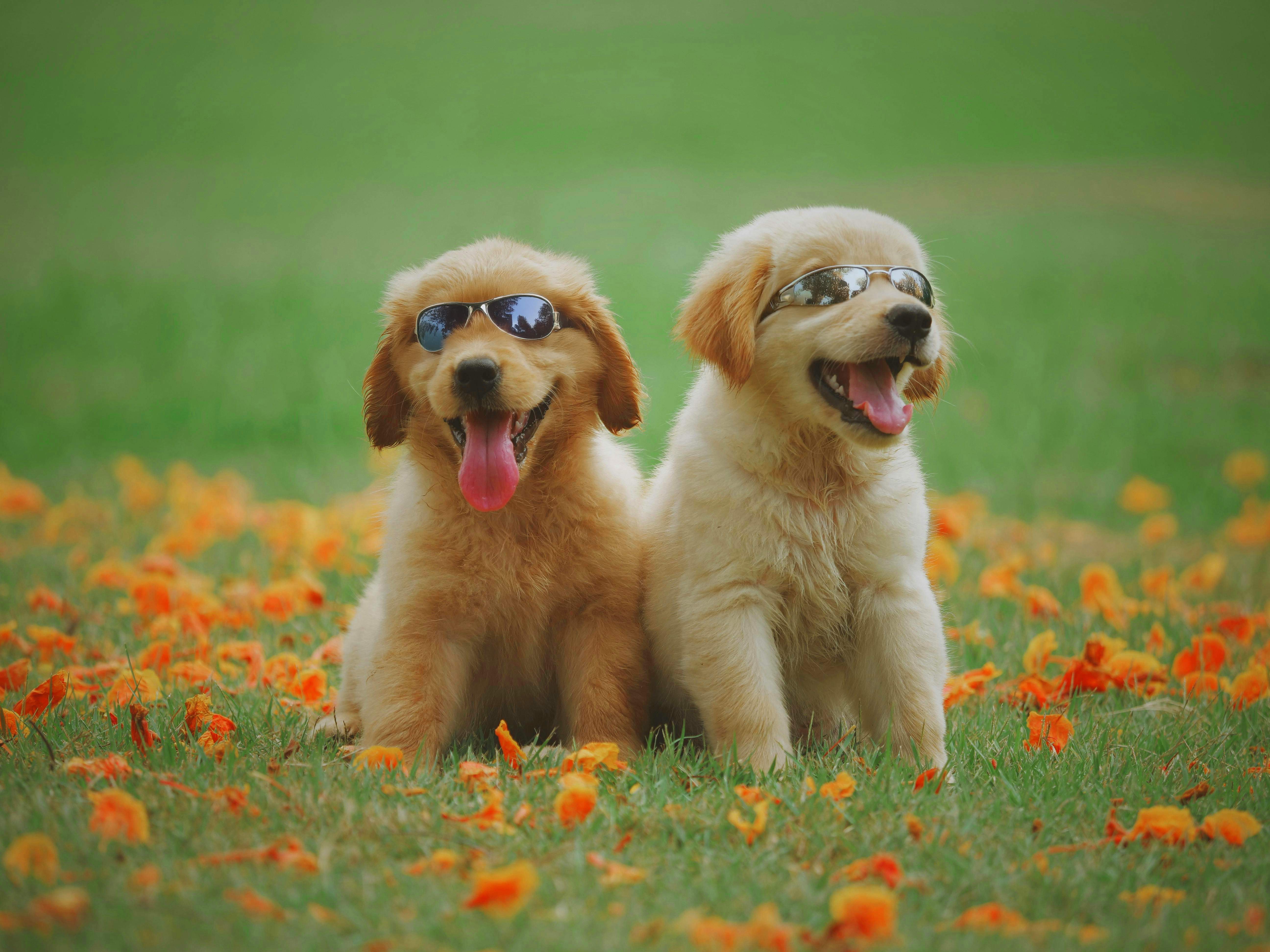 World Animal Day in Groningen 2024