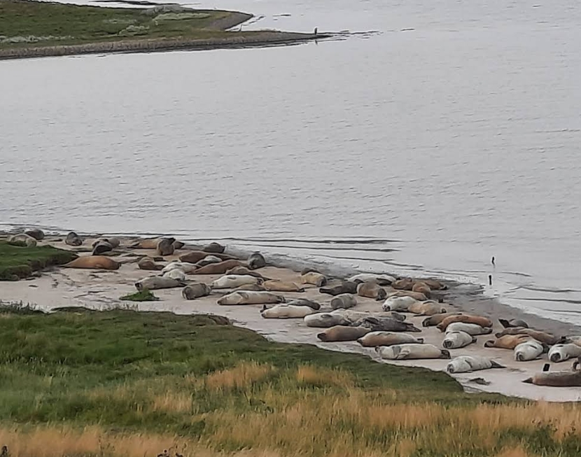 Zeehondenkijkwand bij de Punt van Reide
