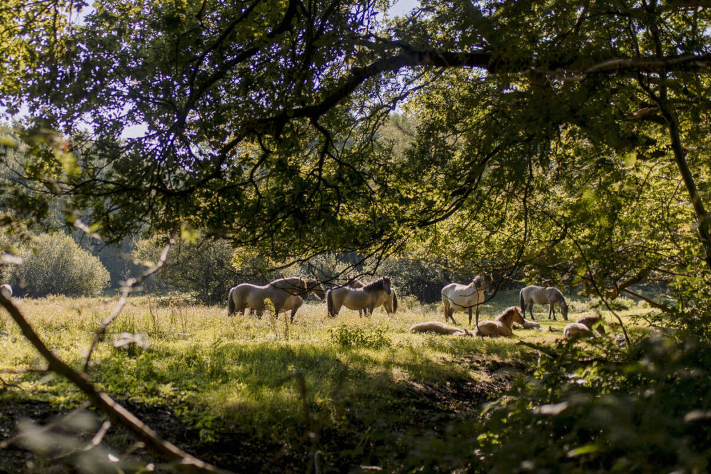 Walking Route Ennemaborg (8KM)
